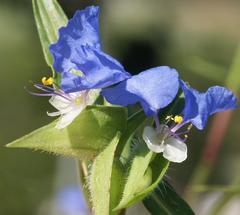 Commelina eckloniana