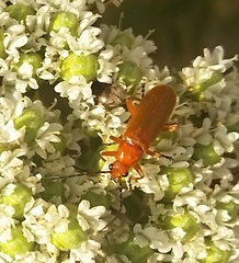 Rhagonycha nigritarsis