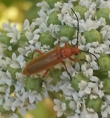 Rhagonycha nigritarsis