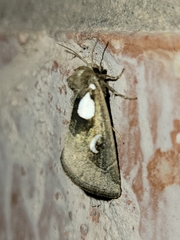 Plagiomimicus olvello