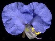 Commelina eckloniana