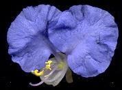 Commelina eckloniana