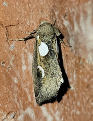 Plagiomimicus olvello