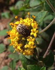 Euphoria subtomentosa