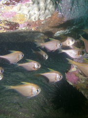 Pempheris compressa