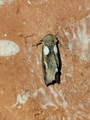 Plagiomimicus olvello