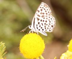 Tarucus sybaris linearis