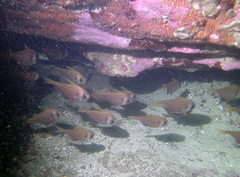 Pempheris compressa