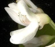 Craibia zimmermannii