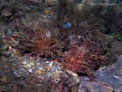 Antennarius scaber