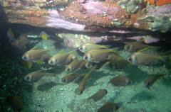 Pempheris compressa