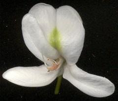 Craibia zimmermannii