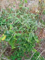 Buddleja davidii