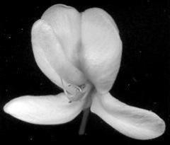 Craibia zimmermannii