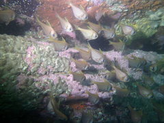 Pempheris compressa