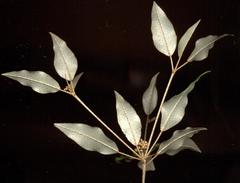 Croton pseudopulchellus