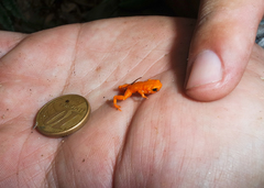 Brachycephalus alipioi