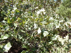 Quercus sinuata breviloba