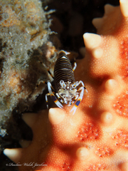 Gnathophyllum americanum