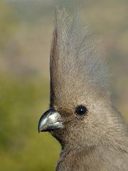Corythaixoides concolor bechuanae