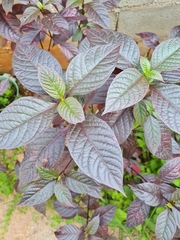 Alternanthera brasiliana image