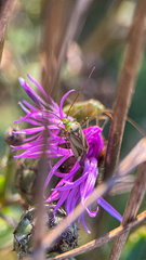 Adelphocoris lineolatus