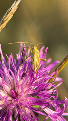 Adelphocoris lineolatus