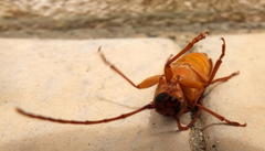 Delocheilus prionoides