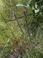 Carphephorus paniculatus