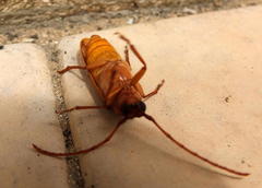 Delocheilus prionoides