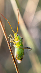 Adelphocoris lineolatus