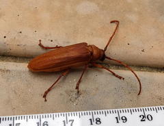 Delocheilus prionoides