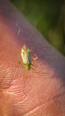 Adelphocoris lineolatus