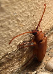 Delocheilus prionoides