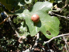 Quercus sinuata breviloba