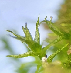 Dicranella schreberiana