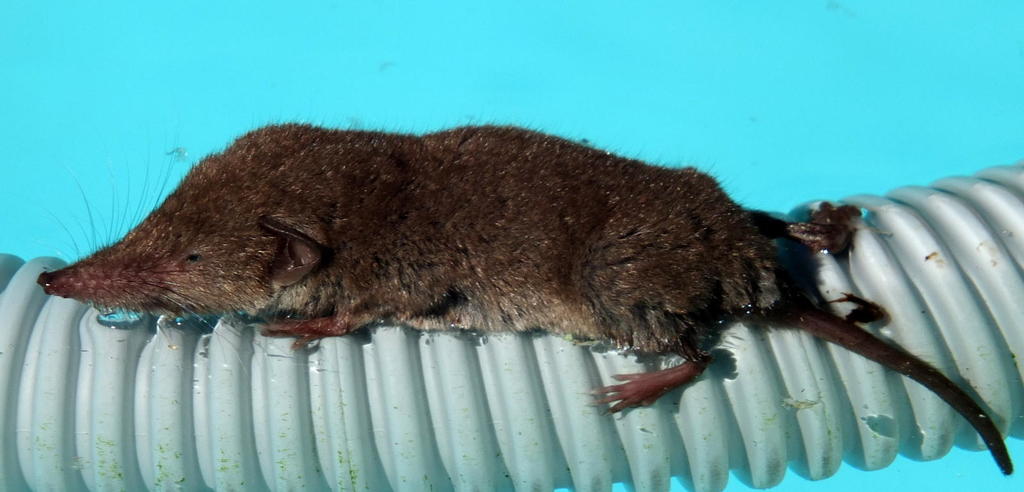 Bicolored Musk Shrew