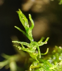 Dicranella schreberiana