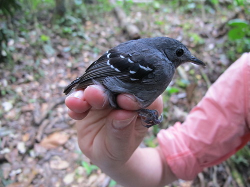 Plain-throated Antwren (Isleria hauxwelli), photo 2