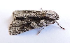Acronicta liturata