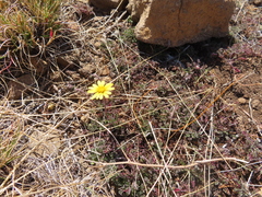 Ursinia montana