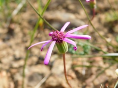 Senecio cymbalarifolius