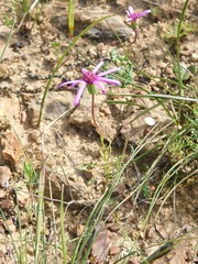 Senecio cymbalarifolius
