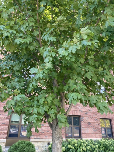 Acer miyabei iNat (3)