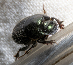 Onthophagus orpheus