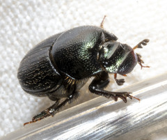 Onthophagus orpheus