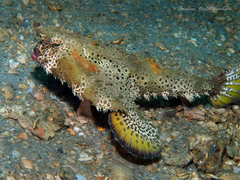 Ogcocephalus cubifrons