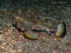 Ogcocephalus cubifrons
