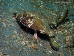 Ogcocephalus cubifrons