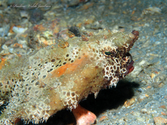 Ogcocephalus cubifrons